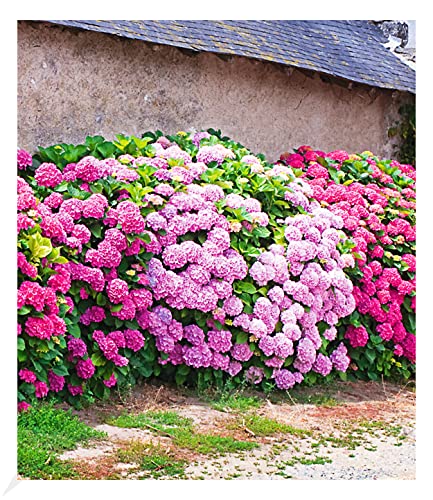 BALDUR Garten Freiland-Hortensien-Hecke 'Pink-rosé',3 Pflanzen, Rosa Bauernhortensie, Hydrangea macrophylla Gartenhortensie winterhart blühende Hecken, für Standort im Schatten geeignet, blühend von BALDUR Garten