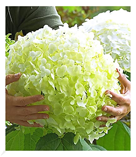 BALDUR Garten Freiland-Hortensien 'Incrediball®', 1 Pflanze, Hydrangea arborescens Gartenhortensie winterhart, pflegeleicht, für Standort im Schatten geeignet, blühend von BALDUR Garten