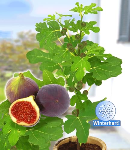 BALDUR Garten Frucht-Feige "Rouge de Bordeaux" groß, 1 Pflanze, Ficus carica Feigenbaum winterhart (bis minus 15 °), pflegeleicht, für Standort in der Sonne geeignet von BALDUR Garten