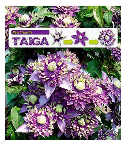 BALDUR Garten Gefüllte Clematis Taiga® 1 Pflanze, Waldrebe winterhart Klematis mehrjährige blühende Kletterpflanzen, pflegeleicht, Wasserbedarf gering, blühend, Clematis Hybride von BALDUR Garten