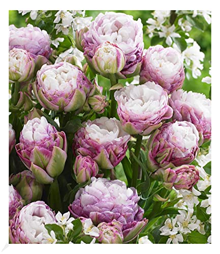 BALDUR Garten Gefüllte Tulpe "Peggy Wonder",5 Zwiebeln, Tulipa, Blumenzwiebeln, mehrblütig, winterhart, pflegeleicht, blühend, Schnittblume, große dicht Blüten von BALDUR Garten