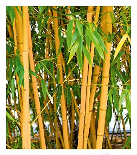 BALDUR Garten Goldener Peking Bambus, 1 Pflanze, | Besonders winterharten Sorten (bis -25° C) | Phyllostachys aureosulcata aureocaulis winterhart und immergrün golden gefurchte Bambuspflanze von BALDUR Garten