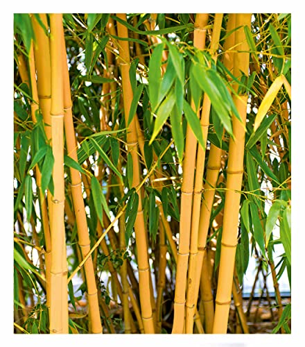 BALDUR Garten Goldener Peking Bambus, 1 Pflanze, | Besonders winterharten Sorten (bis -25° C) | Phyllostachys aureosulcata aureocaulis winterhart und immergrün golden gefurchte Bambuspflanze BALDUR Garten Goldener Peking Bambus, 1 Pflanze, | Besonders winterharten Sorten (bis -25° C) | Phyllostachys aureosulcata aureocaulis winterhart und immergrün golden gefurchte Bambuspflanze von BALDUR Garten