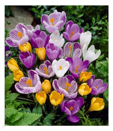 BALDUR Garten Großblumiger Krokus-Mix 30 Zwiebeln,30 Zwiebeln Crocus vernus, Blumenzwiebeln, winterhart, pflegeleicht, blühend, Frühblüher, großblumig von BALDUR Garten