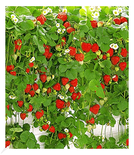 BALDUR Garten Hänge-Erdbeere "Hummi®", 3 Pflanzen Fragaria rankend, schnellwachsende Klettererdbeeren, selbstfruchtend, winterhart, extra lange & starke Ranken, Fragaria x ananassa von BALDUR Garten