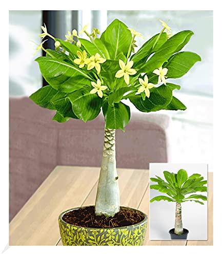 BALDUR Garten Hawaii-Palme, 1 Pflanze, Zimmerpflanze blühend Brighamia insignis, Vulkanpalme, exotische Zimmerpflanze, mehrjährig - frostfrei halten, Wasserbedarf gering, blühend von BALDUR Garten