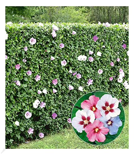 BALDUR Garten Hibiskus-Hecke, 5 Pflanzen, Hibiscus Syriacus Heckenpflanzen blühend, bienenfreundlich, Blüten essbar, winterhart, blühende und blickdichte Hecke von BALDUR Garten