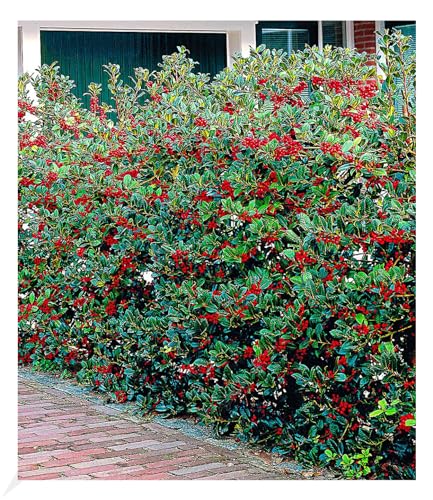 BALDUR Garten Ilex-Hecke 'Heckenfee®', 5 Pflanzen, Ilex meserveae, winterhart, Wasserbedarf gering, Sichtschutz, für Standort im Schatten geeignet, blühend von BALDUR Garten