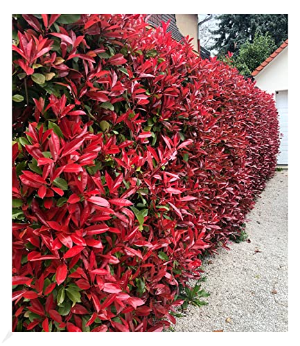 BALDUR Garten immergrün Photinia-Hecke 'Red Robin', 1 Pflanze, Glanzmispel winterhart, mehrjährig und schnellwachsend, Heckenpflanze, Photinia fraseri 'Red Robin', blühend von BALDUR Garten