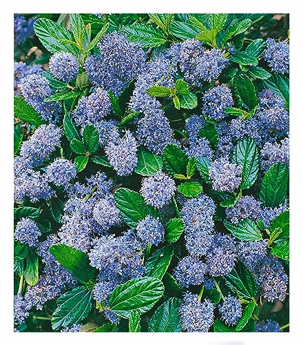 BALDUR Garten immergrüne Säckelblume Blauer Ceanothus 'Blue Mound', 1 Pflanze, Kalifornischer Flieder winterhart, trockenresistent, pflegeleicht, Wasserbedarf gering, blühend von BALDUR Garten