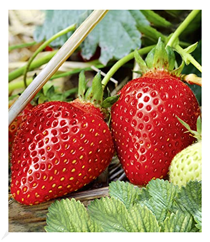 BALDUR Garten Immertragende Erdbeere "Albion",3 Pflanzen Fragaria, das ganze Jahr Früchte, immertragend, winterhart, Fragaria x ananassa, Früchte essbar von BALDUR Garten