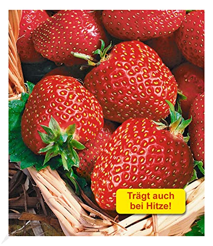 BALDUR Garten Immertragende Erdbeere 'Seascape®', 6 Pflanzen Fragaria Erdbeerpflanzen winterhart, pflegeleicht, Fragaria x ananassa, fruchtet auch bei großer Sommerhitze von BALDUR Garten