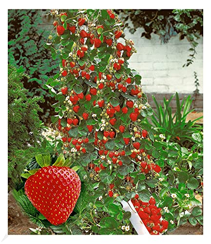 BALDUR Garten Kletter-Erdbeere 'Hummi®', 3 Pflanzen Fragaria Erdbeerbäumchen schnellwachsende und rankende Klettererdbeeren, selbstfruchtend, winterhart, blühend, Fragaria x ananassa von BALDUR Garten