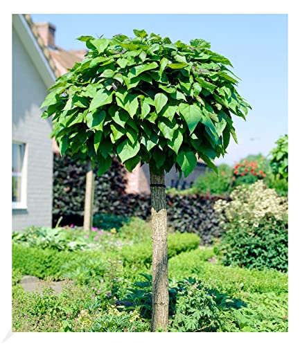 BALDUR Garten Kugel-Trompetenbaum auf Stamm, 1 Pflanze, duftende Blätter die Insekten fern halten, trockenresistent, winterhart, pflegeleicht, blühend, Catalpa bignonioides von BALDUR Garten