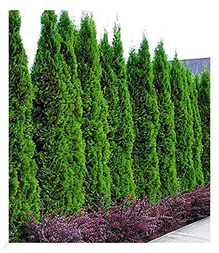 BALDUR Garten Lebensbaum-Hecke 'Smaragd', 20 Pflanzen Thuja occidentalis Smaragd, winterhart, mehrjährig, immergrün, Sichtschutz, anspruchslose Pflanze von BALDUR Garten