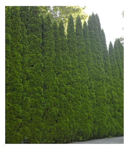 BALDUR Garten Lebensbaum-Hecke 'Smaragd' 40-60cm hoch, 1 Pflanze, Thuja occidentalis Smaragd, Sichtschutz, anspruchslos & wächst schön gleichmäßig & schlank, winterhart, Thuja occidentalis Smaragd BALDUR Garten Lebensbaum-Hecke 'Smaragd' 40-60cm hoch, 1 Pflanze, Thuja occidentalis Smaragd, Sichtschutz, anspruchslos & wächst schön gleichmäßig & schlank, winterhart, Thuja occidentalis Smaragd von BALDUR Garten