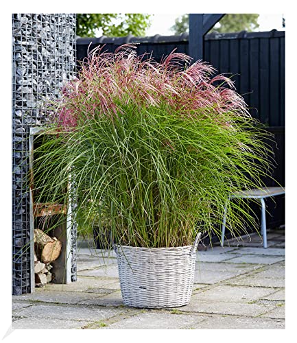 BALDUR Garten Miscanthus "Red Cloud®", 1 Pflanze, Chinaschilf, Ziergras, winterhart bis -23° C, winterharte mehrjährige Staude, pflegeleicht, blühend, Miscanthus sinensis von BALDUR Garten