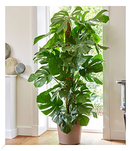 BALDUR Garten Monstera - Fensterblatt ca. 60-70 cm hoch, 1 Pflanze, Luftreinigende Zimmerpflanze Pflegeleichte Zimmerpflanze auch für dunklere Standorte, mehrjährig - frostfrei halten von BALDUR Garten