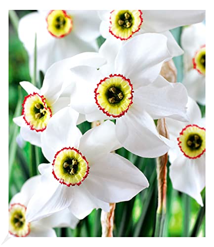 BALDUR Garten Narzisse Recurvus winterhart, 8 Zwiebeln Narcissus Osterglocke Blumenzwiebeln, pflegeleicht, blühend, Schnittblume, Narcissus poeticus von BALDUR Garten