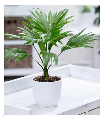 BALDUR Garten Palme "Livistona Rotundifolia", 1 Pflanze, Luftreinigende Zimmerpflanze, unterstützt das Raumklima, Zimmerpalme Fächerpalme Zimmerpflanzen, mehrjährig - frostfrei halten von BALDUR Garten
