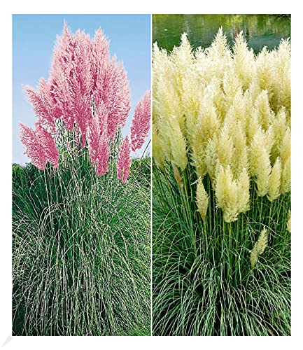 BALDUR Garten Pampasgras Sortiment, 2 Pflanzen Cortaderia selloana Set bestehend aus je 1 Pflanze, rosa und 1 Pflanze, weiß blühend Ziergräser, Stauden - Kollektion, winterharte Stauden, mehrjährig von BALDUR Garten