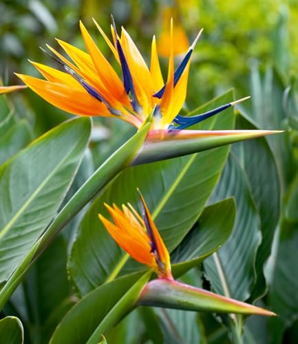 BALDUR Garten Paradiesvogel-Blume Strelitzie, 1 Pflanze, Strelitzia reginae, blühende Zimmerpflanze, mehrjährig - frostfrei halten, pflegeleicht, Wasserbedarf gering, blühend von BALDUR Garten