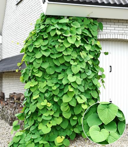 BALDUR Garten Pfeifenwinde Pfeifenblume,1 Pflanze, blickdichte Kletterpflanze mit herzförmigen Blättern, klettert 2,5-5 m hoch, pflegeleicht, winterhart, mehrjährig von BALDUR Garten