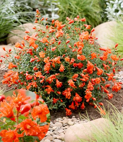 BALDUR Garten Punica 'Uniqa®',1 Pflanze, ein Juwel für jeden Garten, üppige Blüte den ganzen Sommer über, dekorative Mini-Zierfrüchte, pflegeleicht, mehrjährig, winterhart von BALDUR Garten