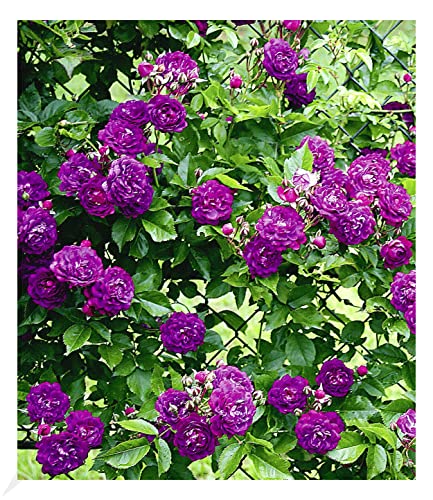 BALDUR Garten Rambler-Rosen 'Bleu Magenta', 1 Pflanze, Kletterrose winterhart mehrjährige Kletterpflanze, blühend, Rose 'Bleu Magenta', robuste und duftende Kletterrose von BALDUR Garten