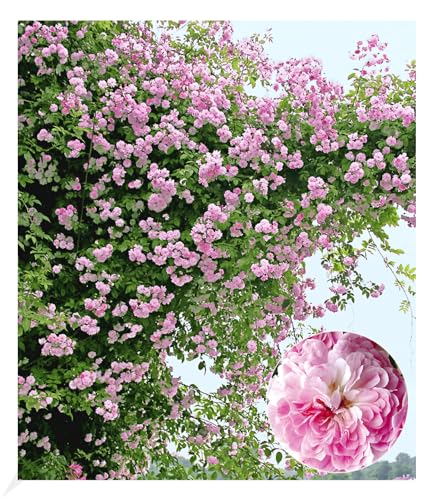 BALDUR Garten Rambler-Rosen 'Paul's Himalayan Musk Rambler', 1 Pflanze, Kletterrose, Schlingrose, winterhart mehrjährige Kletterpflanze, blühend, Rosa Hybride von BALDUR Garten