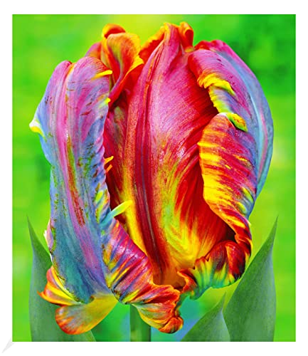 BALDUR Garten Regenbogen-Tulpe "Blumex®",8 Stück, Tulipa, Blumenzwiebeln, pflegeleicht, winterhart, mehrjährig, blühend, Schnittblume, Tulipa Hybrid, Frühlingsblumen von BALDUR Garten