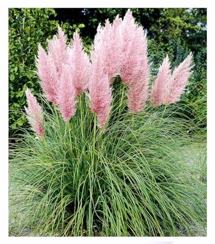 BALDUR Garten Rosa Pampasgras, 1 Pflanze, Cortaderia Ziergras, winterharte Staude, mehrjährig, pflegeleicht, Wasserbedarf gering, blühend, Cortaderia selloana rosea von BALDUR Garten