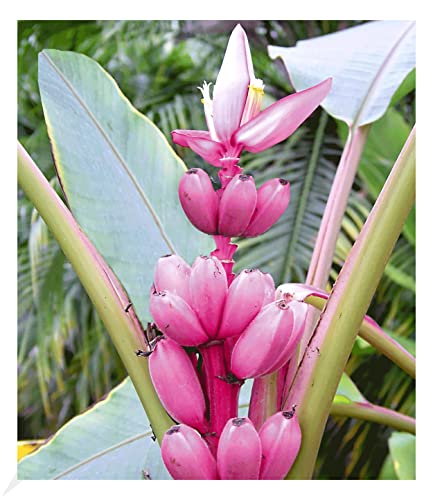 BALDUR Garten Rosa Zwerg-Banane, 1 Pflanze, Musa velutina Keniabanane, exotische Bananen-Rarität, mehrjährig - frostfrei halten, Bananen-Früchte essbar von BALDUR Garten