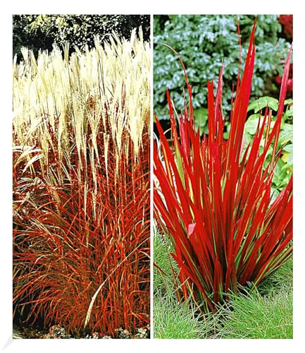 BALDUR Garten Rote Gräser-Kollektion, 4 Pflanzen Ziergras Indian Summer Chinaschilf und Ziergras Red Baron Imperata cylindrica, winterharte Stauden, mehrjährig, blühend BALDUR Garten Rote Gräser-Kollektion, 4 Pflanzen Ziergras Indian Summer Chinaschilf und Ziergras Red Baron Imperata cylindrica, winterharte Stauden, mehrjährig, blühend von BALDUR Garten