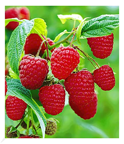 BALDUR Garten Rote Himbeeren TwoTimer® Sugana®, 3 Himbeerpflanzen, Rubus idaeus, winterhart, pflegeleicht, Wasserbedarf gering, reiche Ernte an essbaren Früchten, robuste Pflanze von BALDUR Garten