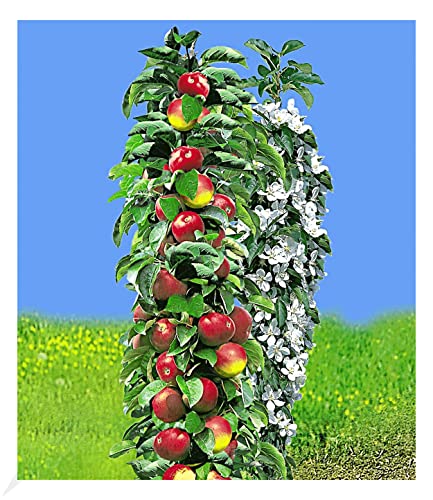 BALDUR Garten Säulen-Apfel 'Acrobat®', 1 Pflanze, Apfelbaum, Malus domestica, winterhart, platzsparende Säule für kleine Gärten, Balkone & Terrassen, pflegeleicht, Wasserbedarf gering von BALDUR Garten