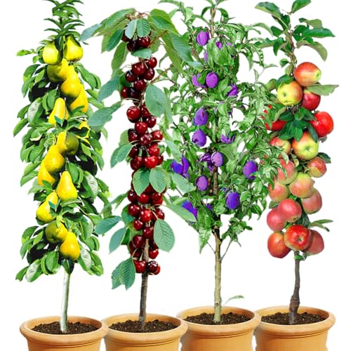 BALDUR Garten Säulen-Obst-Kollektion Birne, Kirsche, Pflaume & Apfel, 4 Pflanzen als Säule Birnbaum, Kirschbaum, Pflaumenbaum, Apfelbaum, Obstbaum-Kollektion, winterhart, platzsparende Säulen von BALDUR Garten