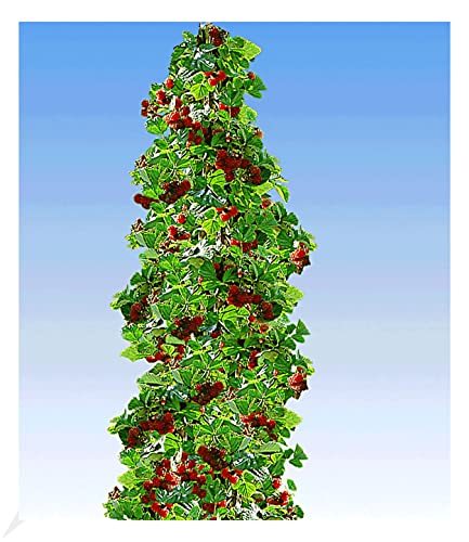 BALDUR Garten Säulen-Tayberry 'Buckingham', 1 Pflanze, Beerenobst, winterhart, platzsparende Säule für kleine Gärten, Balkone & Terrassen,Rubus Tayberry von BALDUR Garten