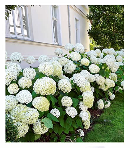 BALDUR Garten Schneeball-Hortensie "Annabelle";1 Pflanze, Gartenhortensie winterhart Hydrangea macriophyla, pflegeleicht, blühend, großblumige Freiland-Hortensie von BALDUR Garten