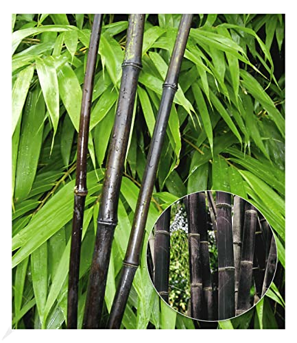 BALDUR Garten Schwarzer Bambus 'Black Pearl', 1 Pflanze, Fargesia nitida Blackpearl, winterhart, pflegeleicht, immergrün, schwarzer Bambus, Zierstrauch-Rarität von BALDUR Garten