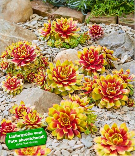 BALDUR Garten Sempervivum 'Gold Nugget®', im XL-Topf,1 Pflanze, immergrün & winterhart, pflegeleicht, trockenheitsverträglich, farbintensive Staude, Blickfang im Beet & Kübel von BALDUR Garten