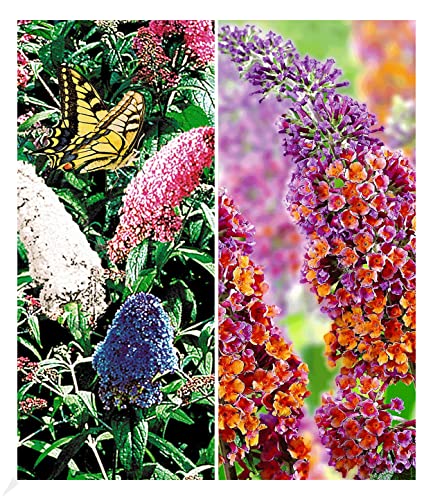 BALDUR Garten Sommerflieder-Sortiment, 2 Pflanzen, Buddleia 'Papillion Tricolor' und 'Flower-Power® Schmetterlingsflieder Schmetterlingsstrauch Zierstrauch Buddleja, winterhart, Wasserbedarf gering von BALDUR Garten