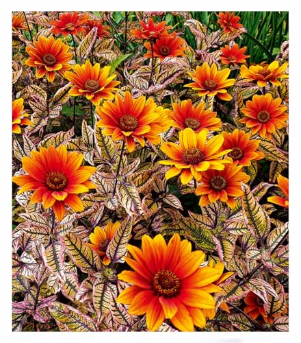 BALDUR Garten Sonnenauge 'Orange Marble',1 Knolle, einzigartig marmoriertes Laub, winterhart & verträgt Trockenheit, bienenfreundlicher Dauerblüher, robust, ideal für Beet & Kübel, pflegeleicht BALDUR Garten Sonnenauge 'Orange Marble',1 Knolle, einzigartig marmoriertes Laub, winterhart & verträgt Trockenheit, bienenfreundlicher Dauerblüher, robust, ideal für Beet & Kübel, pflegeleicht von BALDUR Garten