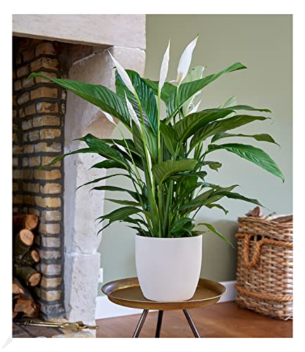 BALDUR Garten Spathiphyllum | Einblatt|im 55-65 cm hoch, 1 Pflanze, Luftreinigende Zimmerpflanze, unterstützt das Raumklima, Einblatt blühende Zimmerpflanze, mehrjährig - frostfrei halten von BALDUR Garten