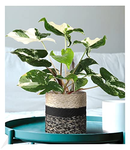 BALDUR Garten Syngonium Albo variegata;1 Pflanze, Luftreinigende Zimmerpflanze Pflegeleichte Zimmerpflanze auch für dunklere Standorte, mehrjährig - frostfrei halten von BALDUR Garten