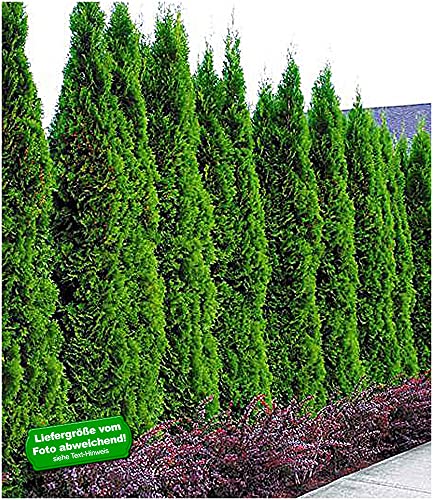 BALDUR Garten Thuja occidentalis Smaragd Lebensbaum,5 Pflanzen Thujahecken von BALDUR Garten