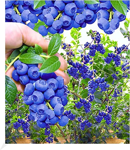 BALDUR Garten Trauben Heidelbeere 'Reka® Blue', 1 Pflanze, Blaubeeren Heidelbeeren Pflanze, Vaccinium corymbosum, reichtragend, wächst auf allen Gartenböden, winterhart von BALDUR Garten