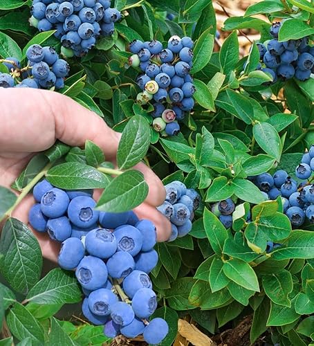BALDUR Garten Trauben Heidelbeere 'Reka® Blue', 1 Pflanze, Blaubeeren Heidelbeeren Pflanze, Vaccinium corymbosum, reichtragend, wächst auf allen Gartenböden, winterhart von BALDUR Garten