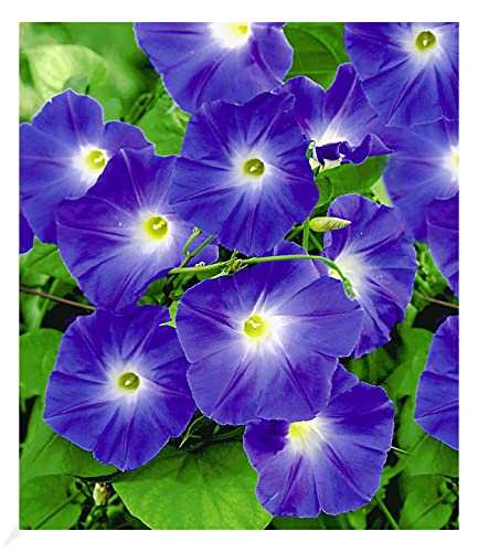 BALDUR Garten Trichterwinde 'Blue Hardy', 1 Pflanze, Ipomoea indica, Kletterpflanze winterhart Prunkwinde, Wasserbedarf gering, blühen den ganzen Sommer von BALDUR Garten