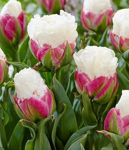 BALDUR Garten Tulpe 'Ice Cream®',10 St.,spektakuläre Blütenform,Traumblüten,einzigartiger Blickfang,tolles Farbspiel,winterhart,pflegeleicht,mehrjährig,Schnittblume,Rarität,eindrucksvolle Blütenkelche von BALDUR Garten